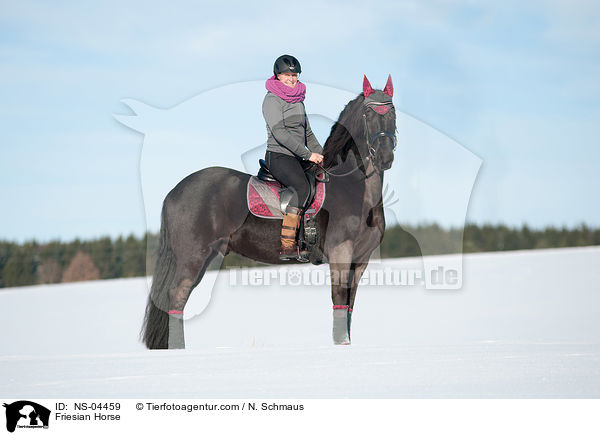 Friese / Friesian Horse / NS-04459