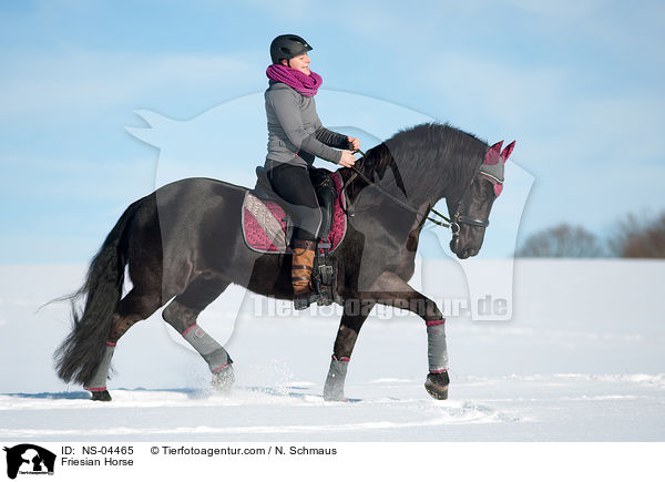 Friese / Friesian Horse / NS-04465