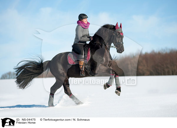 Friese / Friesian Horse / NS-04475