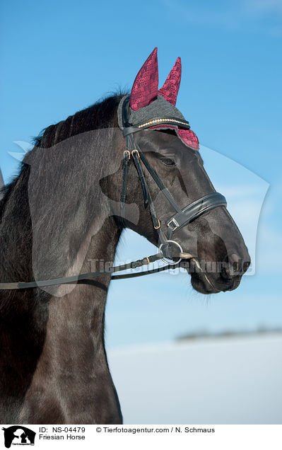 Friesian Horse / NS-04479