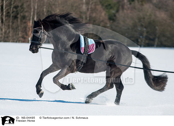 Friese / Friesian Horse / NS-04495