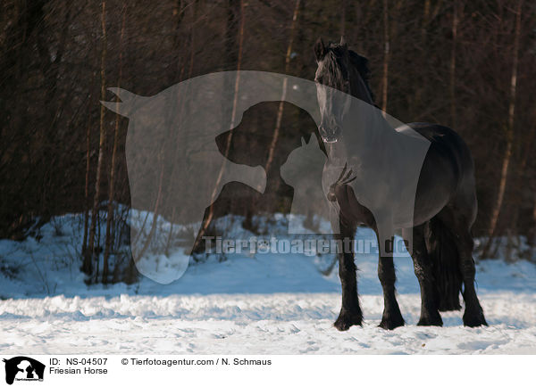 Friese / Friesian Horse / NS-04507