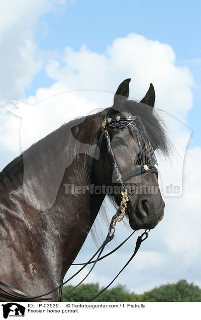 Friesian horse portrait / IP-03539