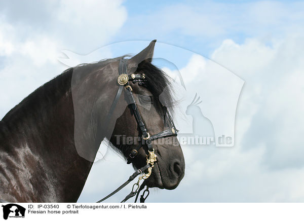 Friesian horse portrait / IP-03540