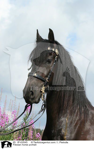 Friesian horse portrait / IP-03545