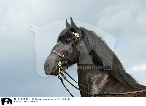 Friesian horse portrait / IP-03549