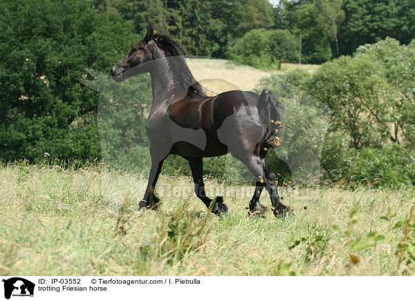 trotting Friesian horse / IP-03552