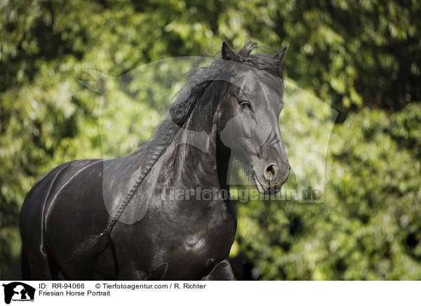 Friesian Horse Portrait / RR-94066