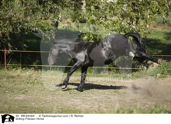 kicking Friesian Horse / RR-94084