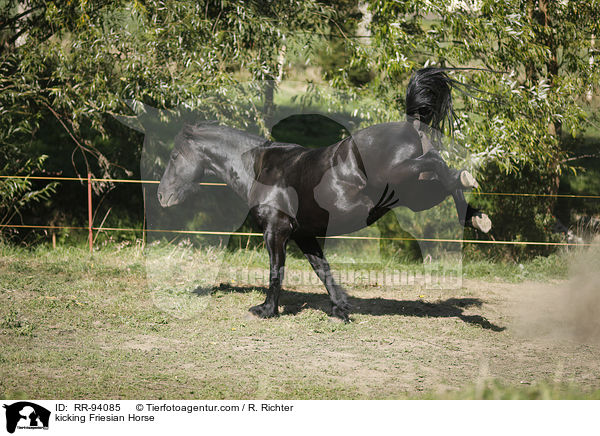 kicking Friesian Horse / RR-94085