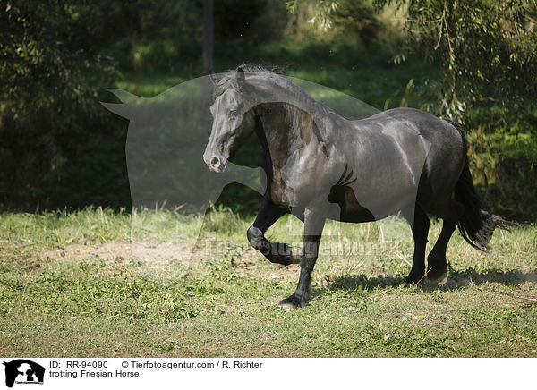 trabender Friese / trotting Friesian Horse / RR-94090