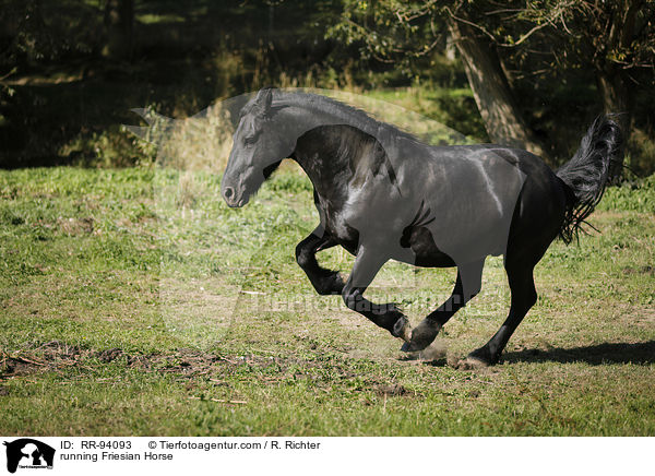 rennender Friese / running Friesian Horse / RR-94093