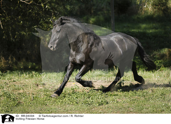 trotting Friesian Horse / RR-94094