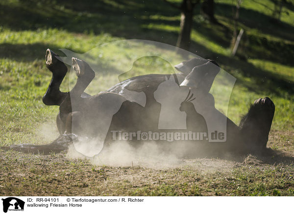 Friese wlzt sich / wallowing Friesian Horse / RR-94101