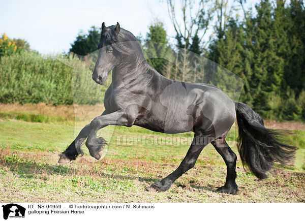 galloping Friesian Horse / NS-04959