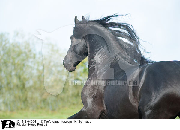 Friesian Horse Portrait / NS-04964