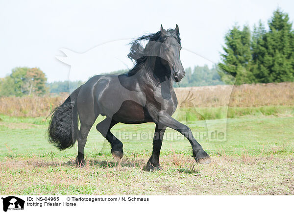 trotting Friesian Horse / NS-04965