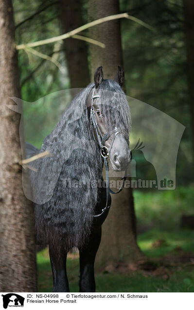 Friesian Horse Portrait / NS-04998