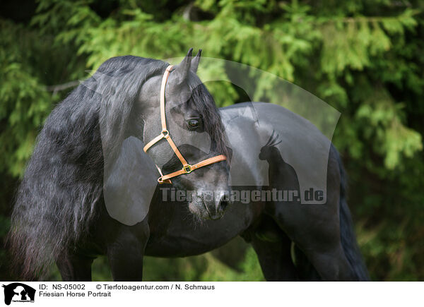 Friesian Horse Portrait / NS-05002