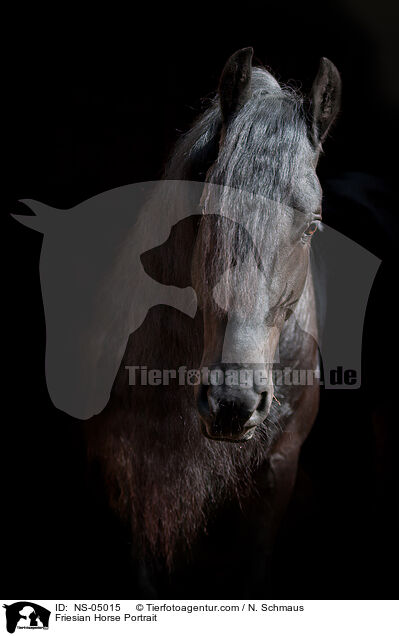 Friesian Horse Portrait / NS-05015