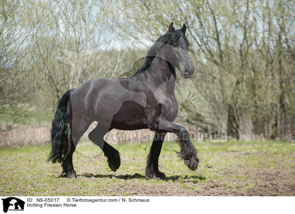 trotting Friesian Horse / NS-05017