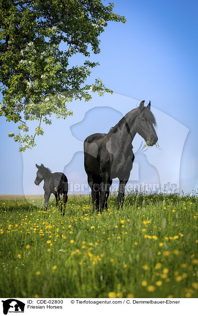 Friesian Horses / CDE-02800