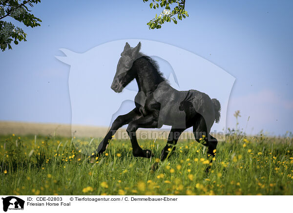 Friesian Horse Foal / CDE-02803