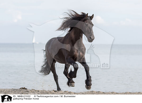 galloping Friesian horse / MAB-01022