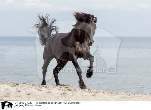 galloping Friesian horse / MAB-01023