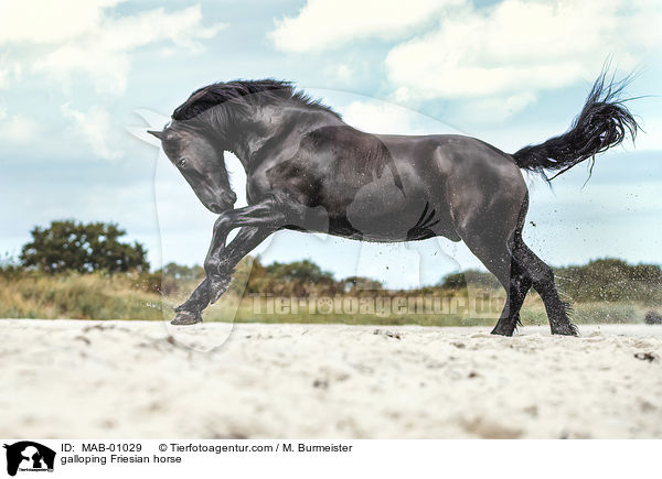 galloping Friesian horse / MAB-01029