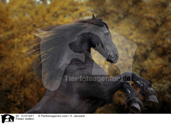 Friesenhengst / Frisian stallion / VJ-01041