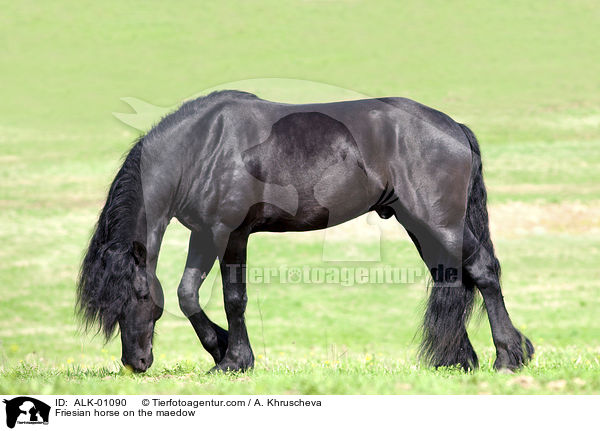 Friese auf der Weide / Friesian horse on the maedow / ALK-01090