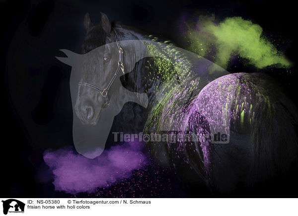 Friese mit Holifarben / frisian horse with holi colors / NS-05380