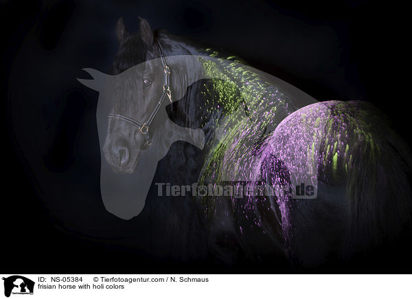 Friese mit Holifarben / frisian horse with holi colors / NS-05384