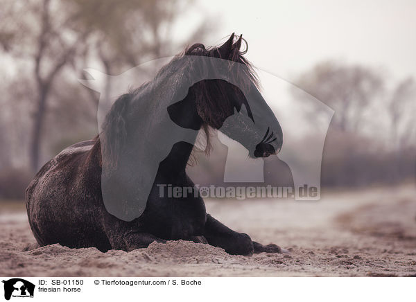 Friese / friesian horse / SB-01150