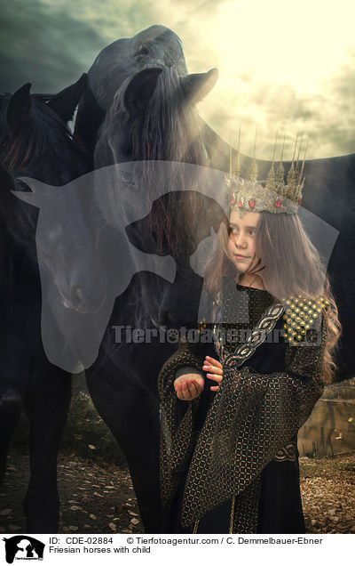 Friesian horses with child / CDE-02884