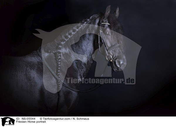 Friesian Horse portrait / NS-05544