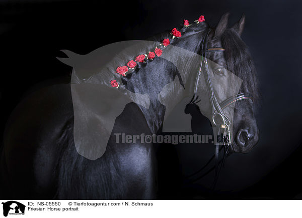 Friese Portrait / Friesian Horse portrait / NS-05550