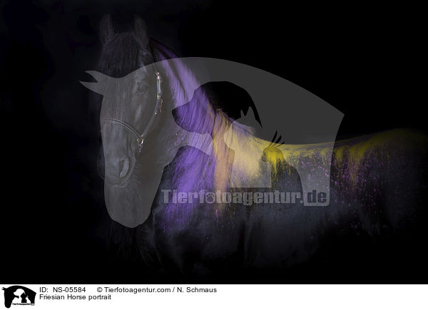 Friese Portrait / Friesian Horse portrait / NS-05584