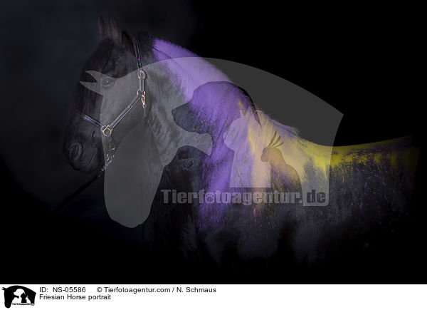 Friese Portrait / Friesian Horse portrait / NS-05586