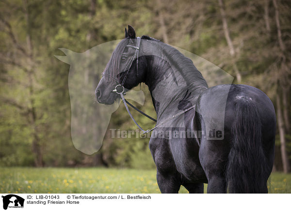 stehender Friese / standing Friesian Horse / LIB-01043