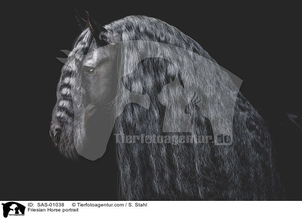 Friese Portrait / Friesian Horse portrait / SAS-01038