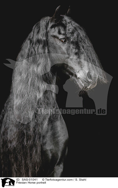 Friese Portrait / Friesian Horse portrait / SAS-01041