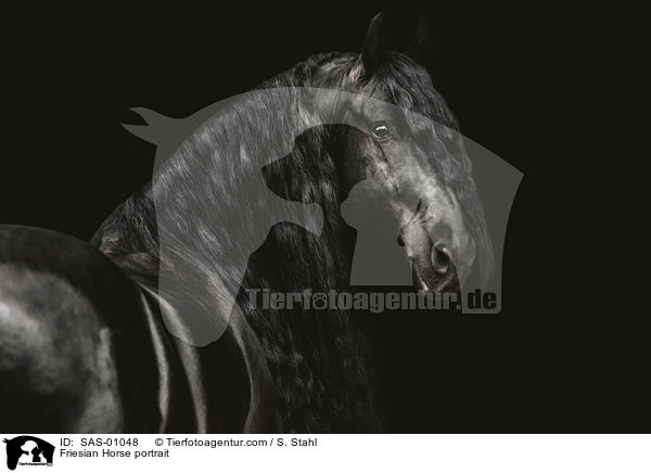 Friese Portrait / Friesian Horse portrait / SAS-01048