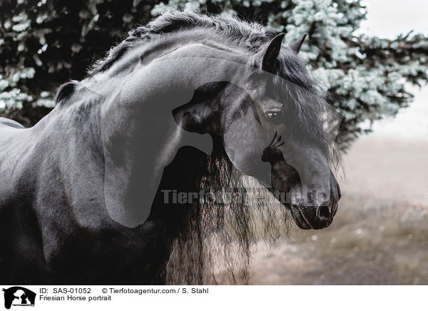 Friese Portrait / Friesian Horse portrait / SAS-01052