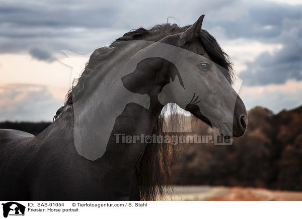 Friese Portrait / Friesian Horse portrait / SAS-01054