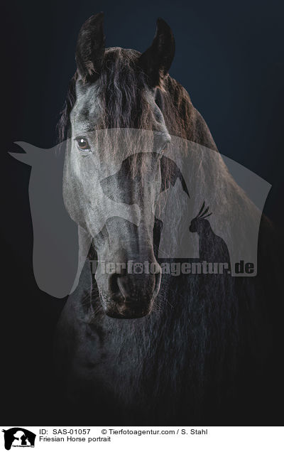 Friese Portrait / Friesian Horse portrait / SAS-01057