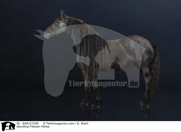 stehender Friese / standing Friesian Horse / SAS-01058