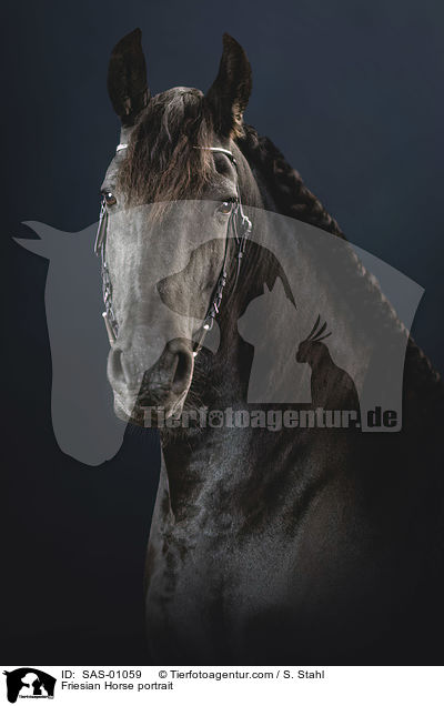 Friese Portrait / Friesian Horse portrait / SAS-01059