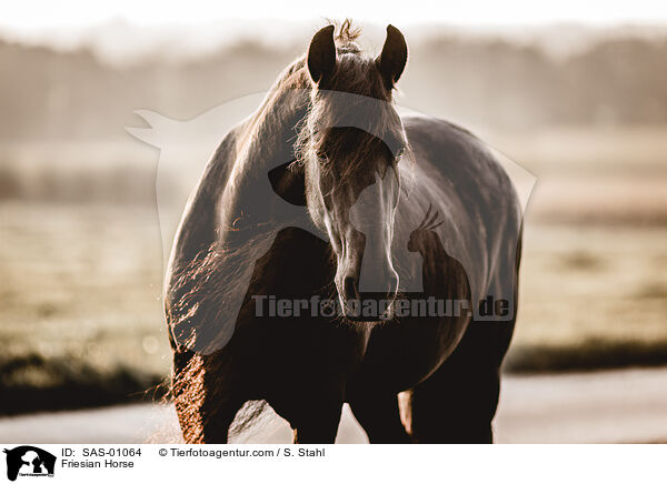 Friese / Friesian Horse / SAS-01064